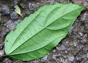 IMG 0368b.jpg