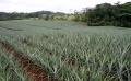 Thumbnail for version as of 17:47, 24 September 2008