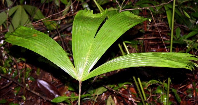 File:IMG 0912b.jpg