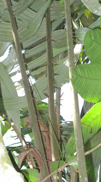 File:Astrocaryum spines 2010 2.jpg