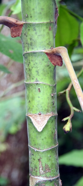 File:IMG 0864b.jpg