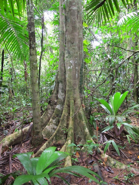 File:Pentaclethra trunk 2010 2.jpg