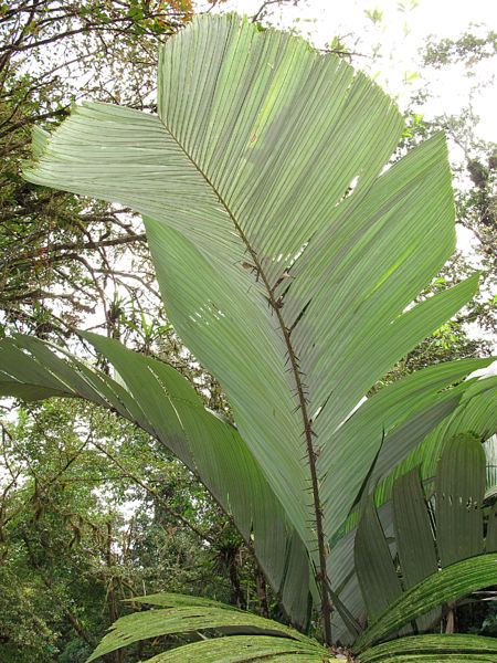 File:Astrocaryum alatum 2013 21.jpg