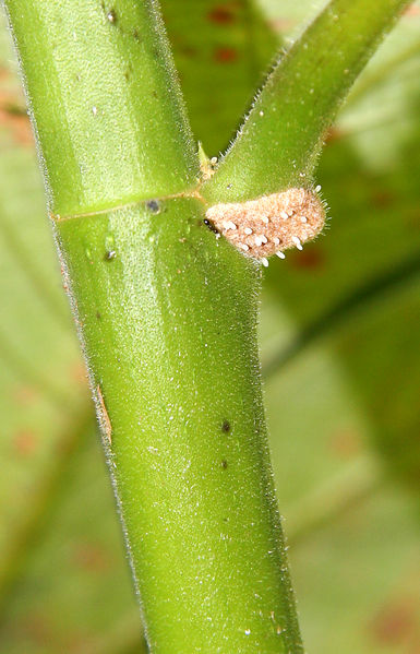 File:Cecropia insignis 2013 13c.jpg