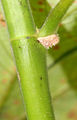 Thumbnail for version as of 02:36, 11 October 2014