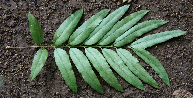 File:IMG 0548b.jpg