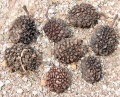 Thumbnail for version as of 17:40, 24 September 2008