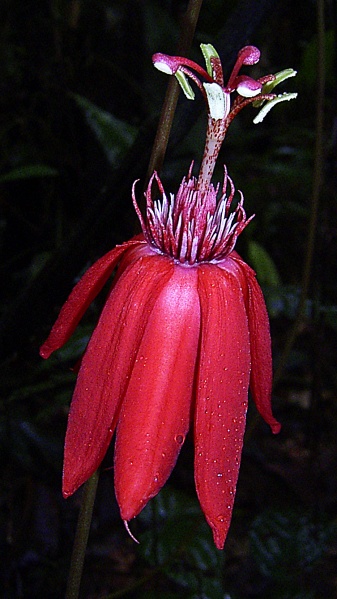 File:Passiflora vitifolia.jpg