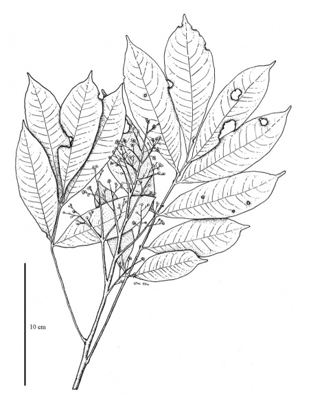 File:Rutaceae.jpg