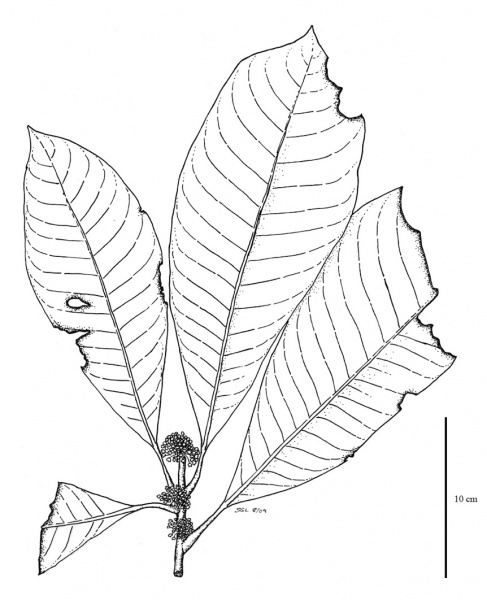 File:Sapotaceae.jpg