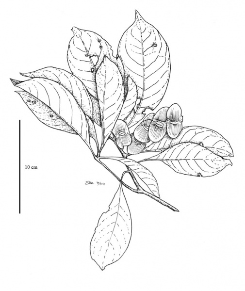 File:Combretaceae.jpg