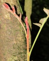 Thumbnail for version as of 21:08, 3 February 2011