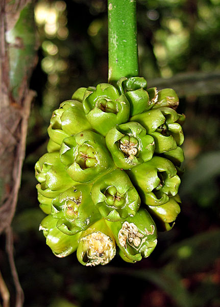 File:Cyclanthaceae 2013 2.jpg