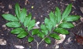 Thumbnail for version as of 19:14, 22 September 2008