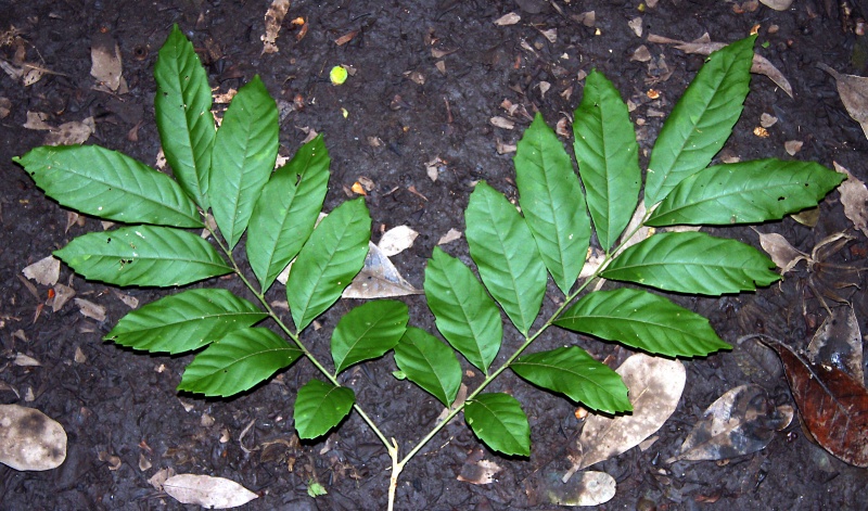 File:IMG 0670b.jpg