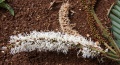 Thumbnail for version as of 17:44, 24 September 2008
