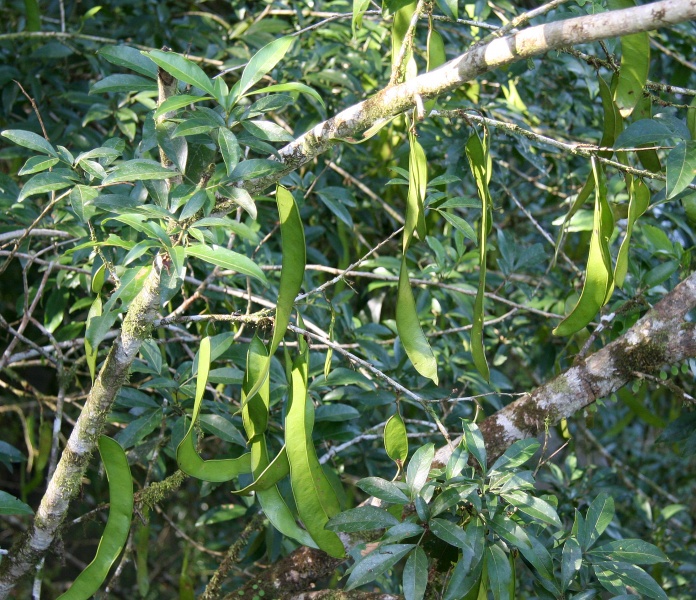 File:Zygia longifolia fr 4.jpg