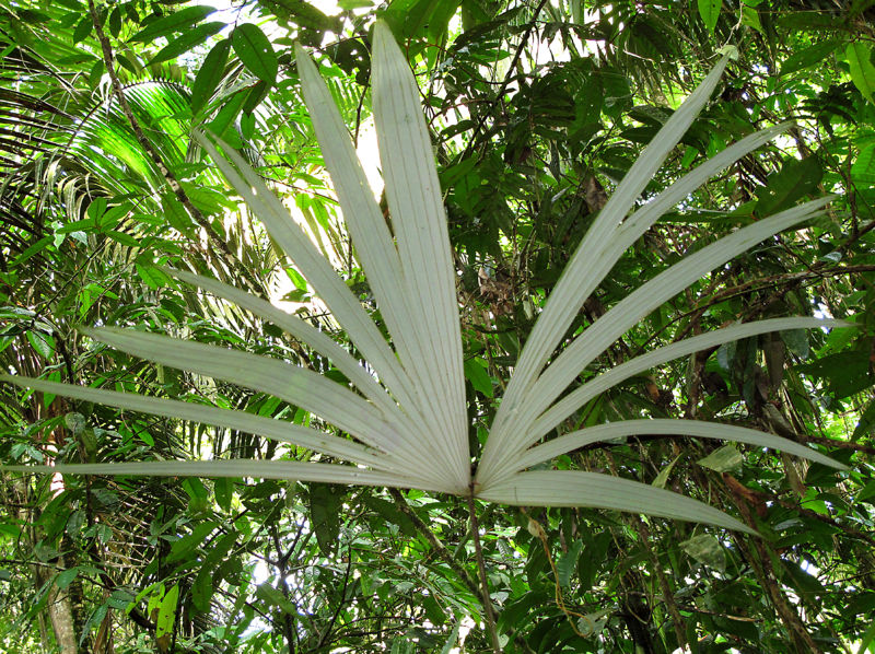 File:Cryosophila 2010 6.jpg