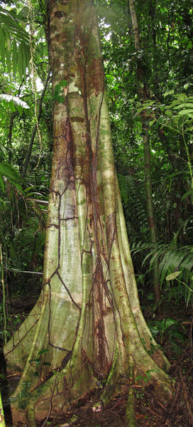 File:Goethalsia trunk 2014 1.jpg