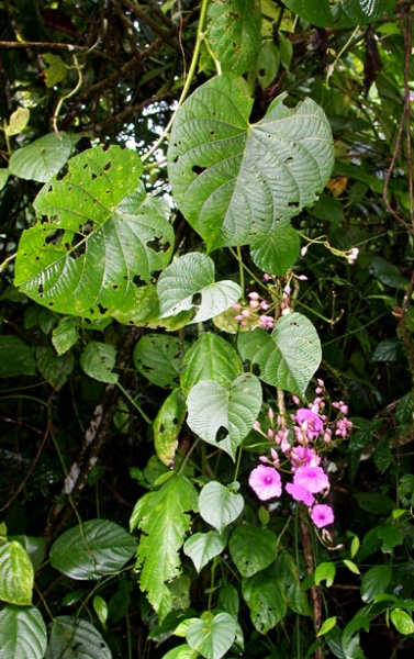 File:Ipomoea phillomega Aguilar.jpg