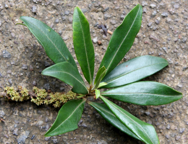 File:IMG 0302b.jpg