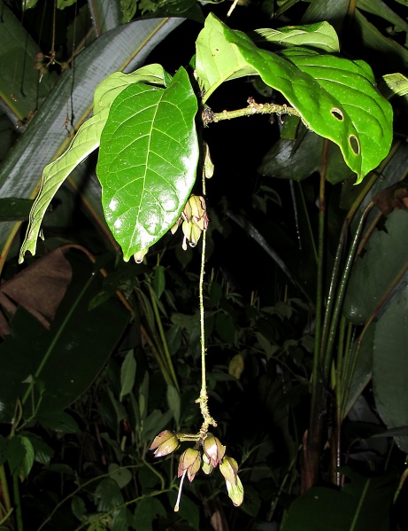 File:Merinthopodium neuranthum 2010 3.jpg