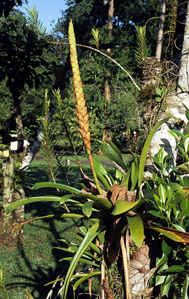 File:Bromeliad 111.jpg