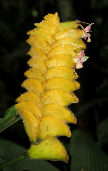 File:Calathea 2010 6.jpg