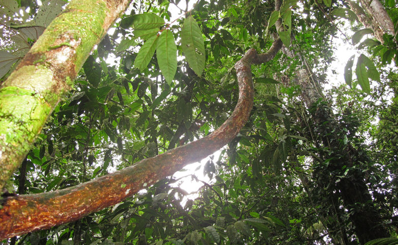 File:Dilleniaceae liana 2 2011.jpg