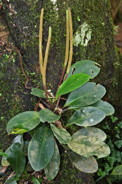 File:Peperomia 1.jpg