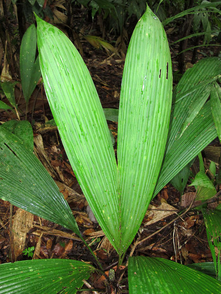 File:Asplundia uncinata 2013 07b.jpg