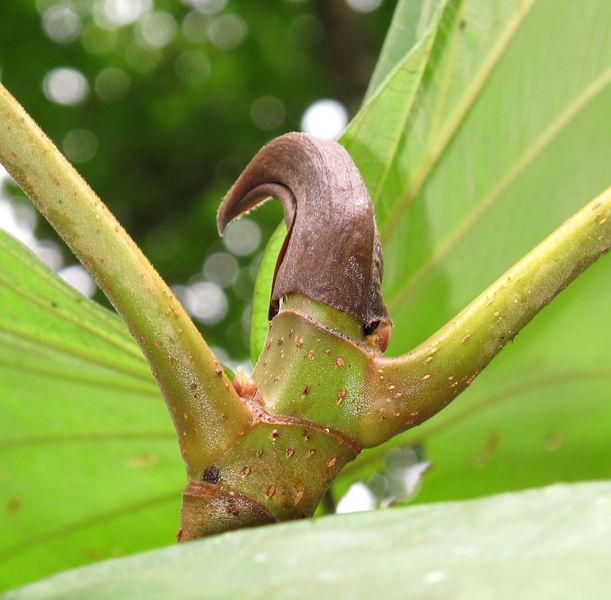 File:Coussapoa nymphaeifolia 2014 1.jpg