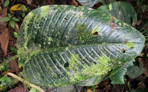 Epiphylls 1.JPG