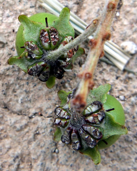 File:IMG 0424bb.jpg