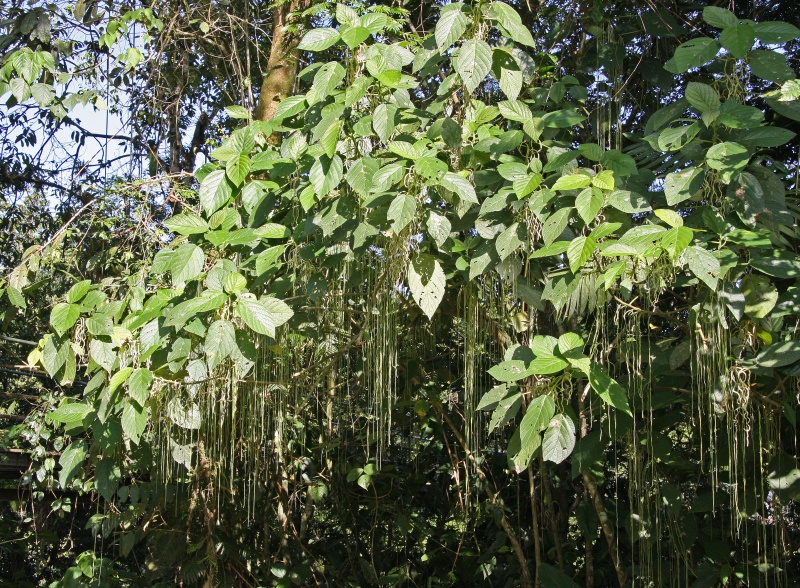 File:Myriocarpa longipes 4.jpg