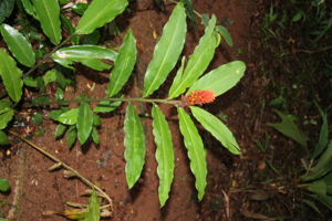 IMG 0921.JPG