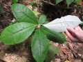 Thumbnail for version as of 20:57, 6 December 2010