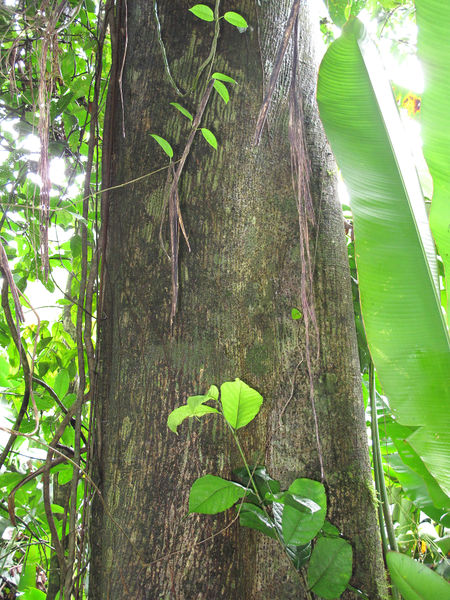 File:Castilla trunk 2014 1.jpg