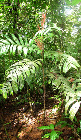File:Chamaerdorea lucidifrons 1 2011.jpg