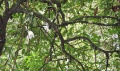 Thumbnail for version as of 17:29, 30 July 2009