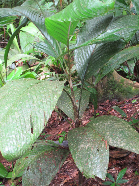 File:Bactris hondurensis 2010 3.jpg