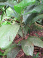 Thumbnail for version as of 19:11, 26 March 2012