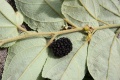 Thumbnail for version as of 17:39, 24 September 2008