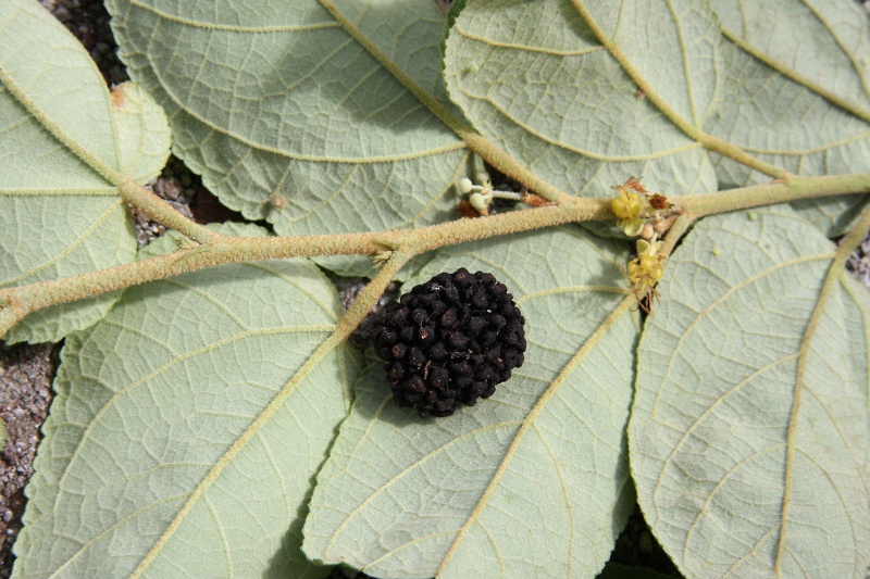 File:IMG 0707b.jpg