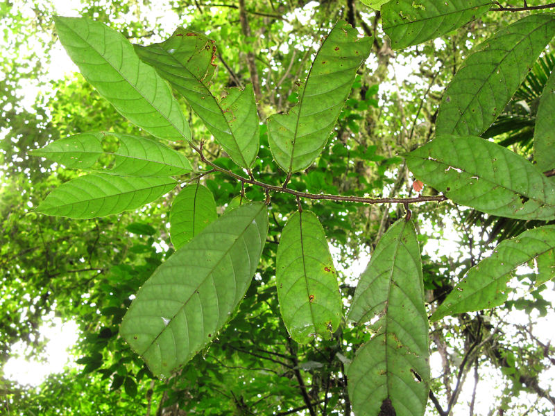 File:Virola sebifera 2010 11.jpg