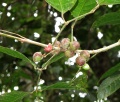 Thumbnail for version as of 20:45, 8 December 2010