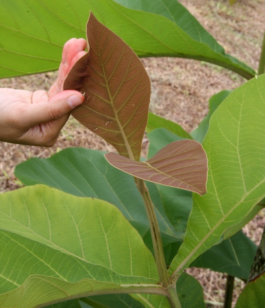 File:IMG 0789b.jpg
