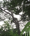 Thumbnail for version as of 22:01, 10 October 2014