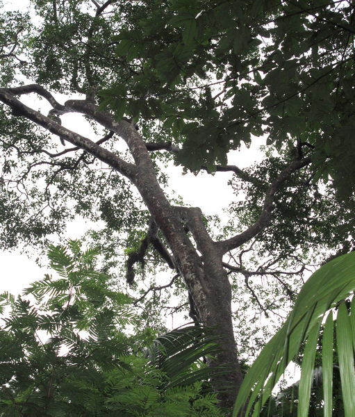 File:Stryphnodendron canopy 2014 1.jpg