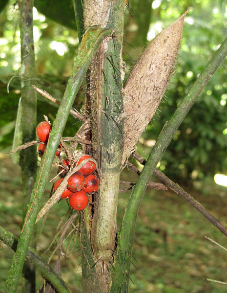 File:Bactris hondurensis fr 2013 1.jpg